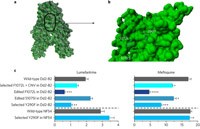 Một loại thuốc có thể làm giảm sự lây lan của ký sinh trùng sốt rét
