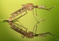 Nhân một trường hợp ca bệnh sốt rét đặc biệt nhiễm Plasmodium malariae có thể nhầm lẫn với Plasmodium knowlesi