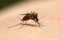 Sốt rét kháng thuốc ở Tiểu vùng sông Mêkông: Chúng ta nên quan tâm đến vấn đề này như thế nào?