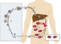 Ca bệnh sốt rét ác tính do Plasmodium falciparum đặc biệt: truy tìm nguốn gốc nhiễm vẫn là câu hỏi?