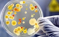 Vi khuẩn ruột giúp tăng cường liệu pháp điều trị ung thư