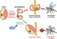 Khía cạnh sinh học các loài ký sinh trùng sốt rét Plasmodium spp. ở người