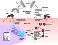 Cập nhật về tình hình sốt rét do Plasmodium falciparum kháng thuốc trên toàn cầu và Việt Nam