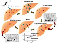 Sốt rét do Plasmodium vivax và tính trạng kháng thuốc chloroquin trên toàn cầu và Việt Nam