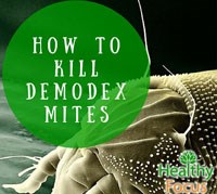 Cập nhật công trình nghiên cứu về bệnh lý viêm da do ngoại ký sinh trùng Demodex spp.