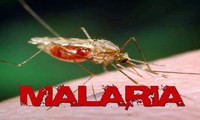 Ý kiến chuyên gia:Tại sao cuộc chiến chống sốt rét không thành công?