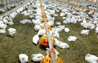 Chấm dứt việc sử dụng kháng sinh ở động vật khỏe mạnh để ngăn ngừa sự lan rộng kháng thuốc kháng sinh