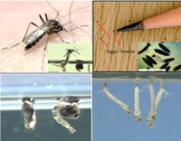 Một số thông tin liên quan đến lịch sử sốt xuất huyết