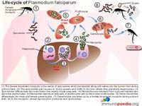 Kháng tự nhiên với sốt rét có liên quan đến sự thay đổi các thụ thể trên hồng cầu người