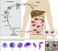 Thêm một loại thuốc sốt rét mới tiềm năng thay thế khi kháng thuốc