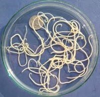 Cập nhật về triệu chứng lâm sàng, cận lâm sàng, chẩn đoán và quản lý ca bệnh nhiễm giun đũa chó/ mèo do Toxocara spp. 2017