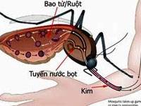 Thay đổi cơ cấu ký sinh trùng sốt rét có thể là một rào cản trong tiến trình loại trừ sốt rét hiện nay