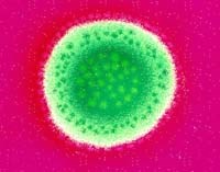 Sốt Lassa: Căn bệnh gây chết người không có vaccine