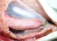 Anisakis spp: loại ký sinh trùng ảnh hưởng sức khỏe con người có từ môi trường biển 