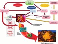 Phần 1: Nghiên cứu sinh học phân tử trên các loại sán lá, đơn bào và mối liên quan đến ung thư cơ quan ở người