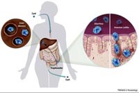 Phần 1: Nghiên cứu bệnh lý đơn bào ở người chưa được quan tâm đúng mực về phương diện bệnh tiêu hóa