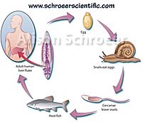 Phần 2: Nghiên cứu sinh học phân tử trên các loại sán lá, đơn bào và mối liên quan đến ung thư cơ quan ở người