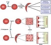Phần 1: Sốt rét ác tính: nhiều vấn đề liên quan đến cơ chế vẫn chưa sáng tỏ