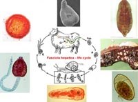 Y học thường thức về kiểm soát và phòng bệnh sán lá gan lớn ở người 