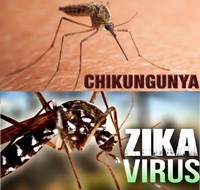 Các điểm nóng về sốt Dengue cung cấp bản đồ cho các vụ dịch của Chikungunya và Zika