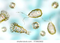 Phần 3: Nghiên cứu về tổn thương não màng não do loài amip ăn não người Naeglaria fowleri vẫn còn bỏ ngõ và tỷ lệ tử vong còn cao