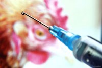 Kháng thuốc kháng sinh lây lan với một tỷ lệ đáng kinh ngạc từ động vật sang người