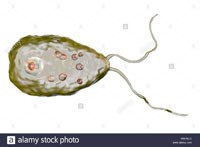 Phần 5: Nghiên cứu về tổn thương não màng não do loài amip ăn não người Naeglaria fowleri vẫn còn bỏ ngõ và tỷ lệ tử vong còn cao