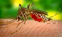 Cảnh giác bệnh sốt xuất huyết Dengue mùa hè
