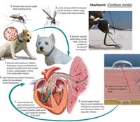 Phần 1: Cập nhật thông tin về nghiên cứu ấu trùng giun đũa chó mèo Toxocara spp. gây bệnh ở người