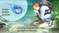 Bệnh ký sinh trùng lây truyền từ động vật sang người: Bệnh viêm ruột do Giardia spp.