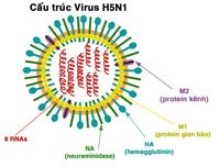 Một số thông tin cần thiết về bệnh cúm A/H5N1