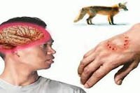 Một số thông tin cần thiết về bệnh dại 