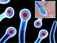 Một số thông tin cần thiết về bệnh uốn ván