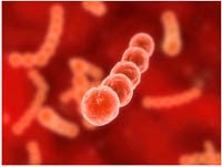 Một số thông tin cần thiết về bệnh liên cầu lợn