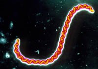 Một số thông tin cần thiết về bệnh xoắn khuẩn vàng da