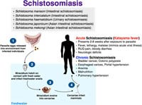 Phần 2. Cập nhật về bệnh sán máng với các bệnh lý nội khoa và ung thư