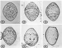 Phần 1. Điều trị theo phương cách dân gian có thể dẫn đến nhiễm ký sinh trùng sán nhái (sparganosis) tại Việt Nam