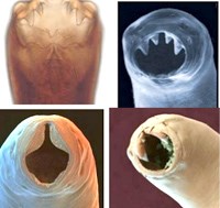 Phần 2. Cập nhật thông tin về loài giun móc mới gây bệnh ở người