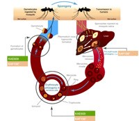 Nghiên cứu áp dụng Ivermectin như một thuốc chống lan truyền  trong giai đoan đoạn tiến tới loại trừ sốt rét