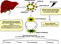 Phần 3: Cập nhật các ấn phẩm nghiên cứu về bệnh sán lá gan lớn, sán lá gan nhỏ ở người & mối quan tâm đến ung thư gan mật?