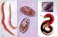 Bệnh ký sinh trùng ở người và động vật không nên lãng quên!