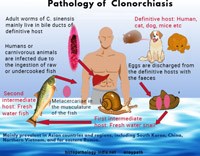 Phần 5: Cập nhật các ấn phẩm nghiên cứu về bệnh sán lá gan lớn, sán lá gan nhỏ ở người & mối quan tâm đến ung thư gan mật?