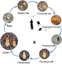 Phần 1.Cập nhật các công trình nghiên cứu về dịch tễ học bệnh sốt mò