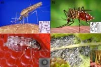 Phần 1: Cập nhật thông tin về nghiên cứu các bệnh do vector truyền trên toàn cầu