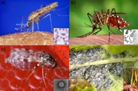 Phần 3: Cập nhật thông tin về nghiên cứu các bệnh do vector truyền trên toàn cầu