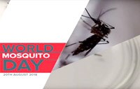 Nhân ngày Muỗi thế giới (World Mosquito Day) ngày 20 tháng 8: Cập nhật một số thông tin từ muỗi