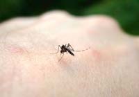 Làm thế nào để giảm các vết bị muỗi và côn trùng đốt ?