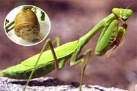 Một số bài thuốc chữa bệnh hoặc hỗ trợ chữa bệnh từ côn trùng