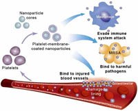 Phần 4: Công nghệ nano đã và đang được ứng dụng trong y dược học
