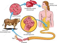 Phần 2: Cập nhật thông tin về nghiên cứu bệnh sán dây và ấu trùng sán dây lợn ở người và động vật